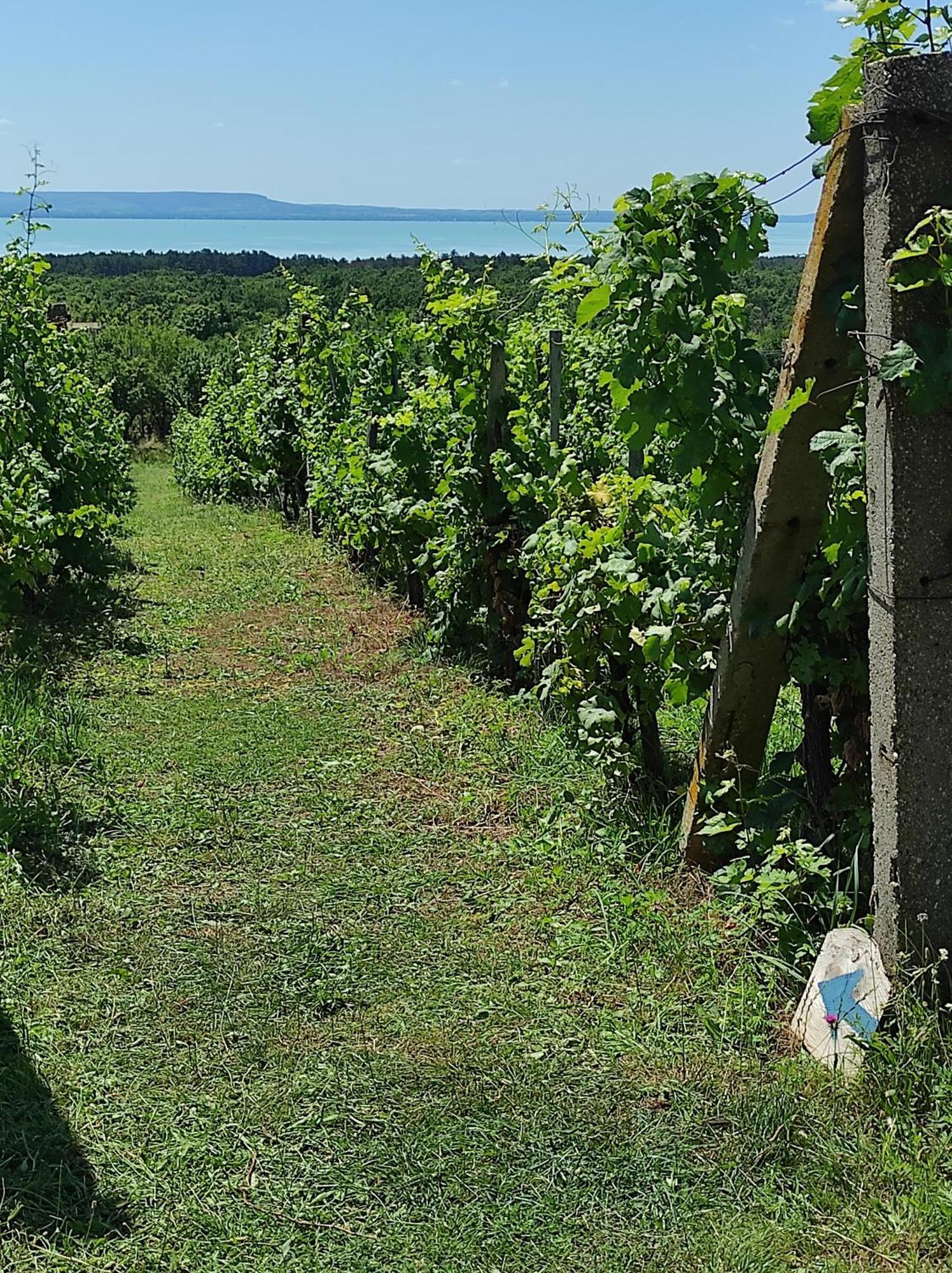 Napraszallas Vendeghaz Balatonakali Exterior photo